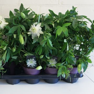 Passiflora 'Snow Queen'