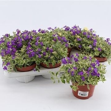 Aubrieta 'Dr Mules'