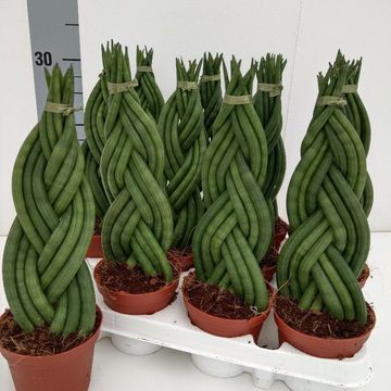 Sansevieria cylindrica 'Braid'