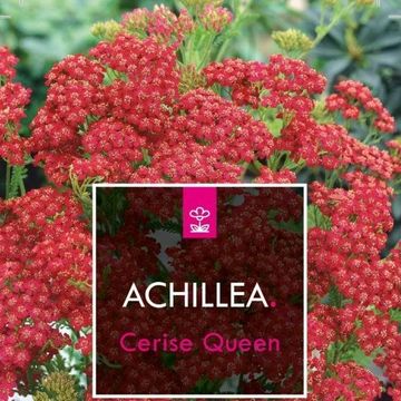 Achillea millefolium 'Cerise Queen'