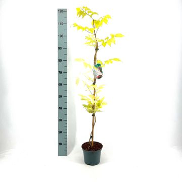 Campsis radicans 'Flamenco'