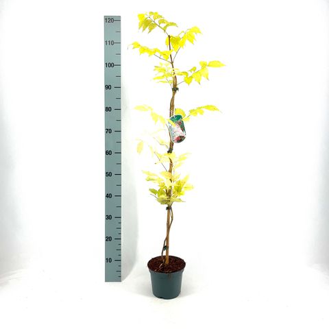 Campsis radicans 'Flamenco'