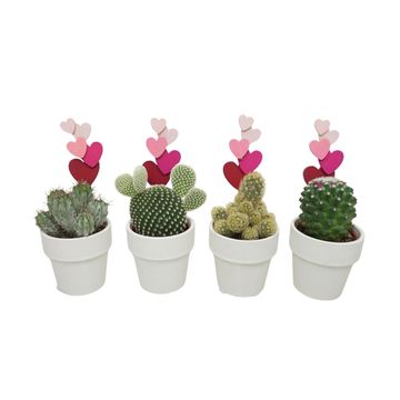 Cactus MIX IN POT