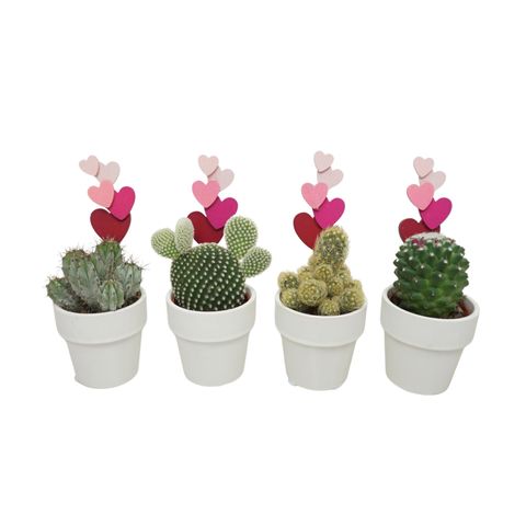 Cactus MIX IN POT