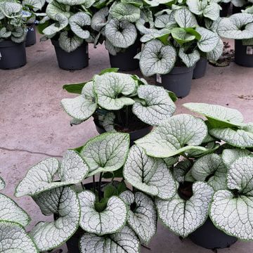 Brunnera macrophylla
