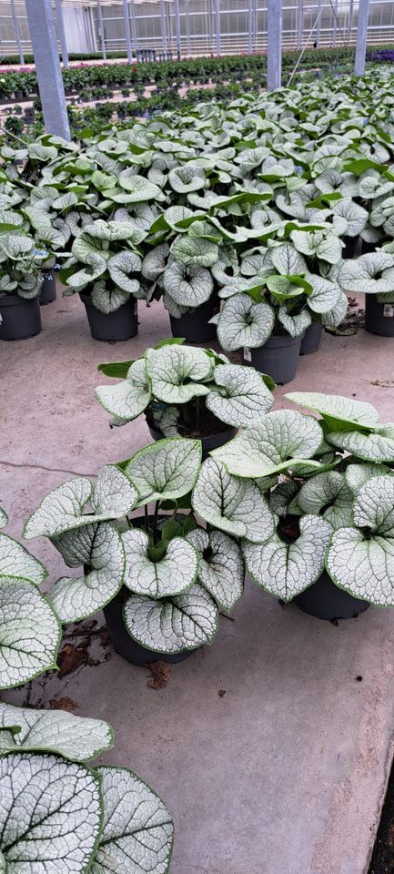 Brunnera macrophylla