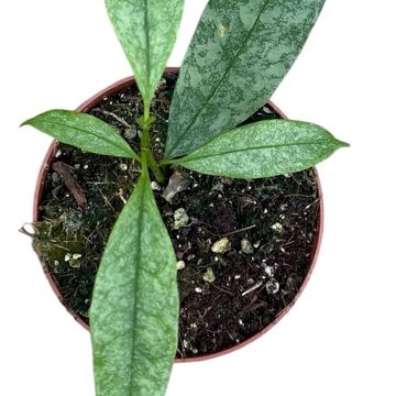 Hoya multiflora 'Silver'