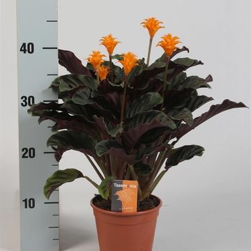 Calathea crocata TASSMINIA