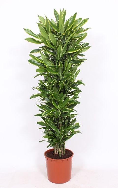 Dracaena fragrans 'Golden Coast'