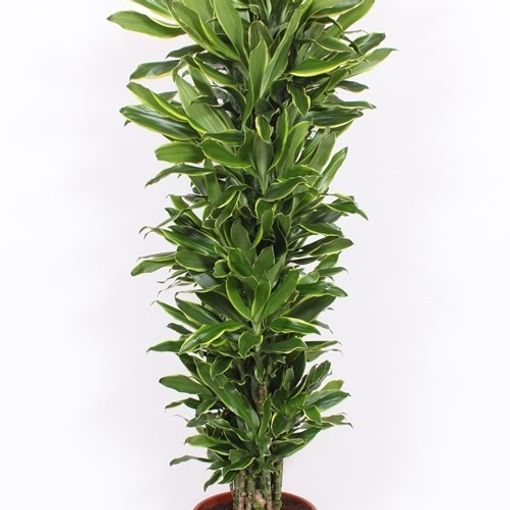 Dracaena fragrans 'Golden Coast'