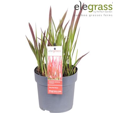 Imperata cylindrica 'Red Baron'