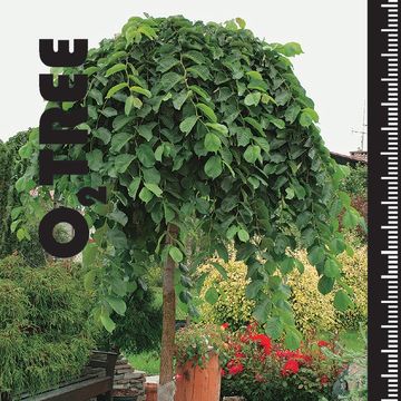 Ulmus 'Camperdownii'