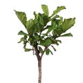 Ficus lyrata
