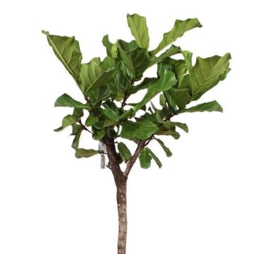 Ficus lyrata