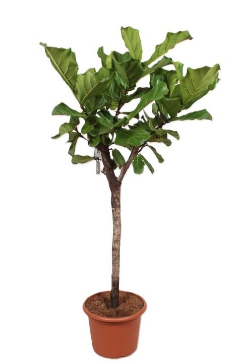 Ficus lyrata