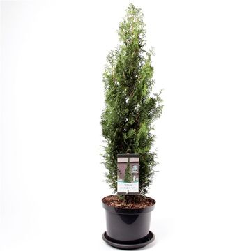 Thuja occidentalis 'Degroot's Spire'