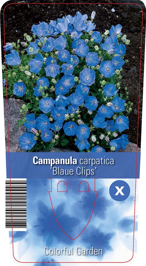 Campanula carpatica 'Blaue Clips'