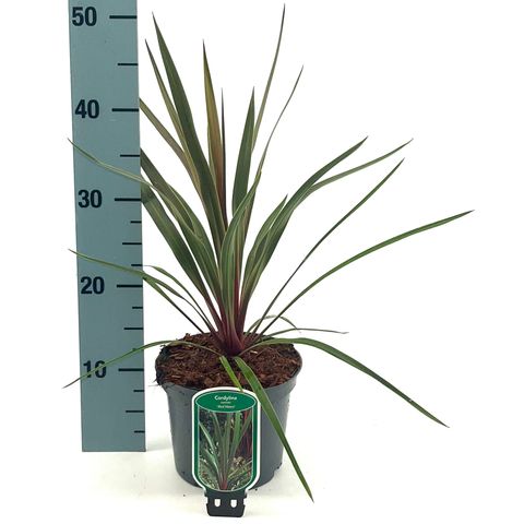 Cordyline australis 'Red Heart'