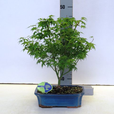 Acer palmatum 'Little Princess'