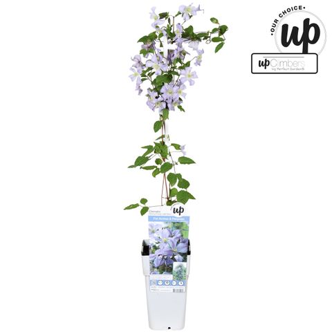 Clematis 'Prince Charles' (LL)