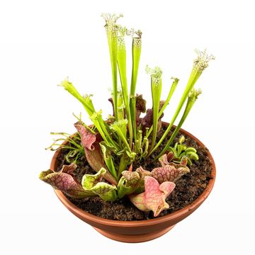 Carnivorous plants MIX IN POT