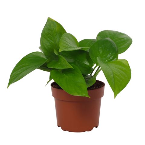 Epipremnum aureum 'Jade'