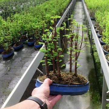 Metasequoia glyptostroboides