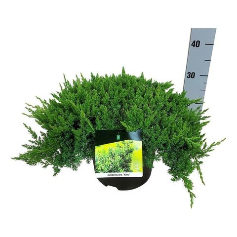 Juniperus procumbens 'Nana'