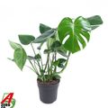 Monstera deliciosa