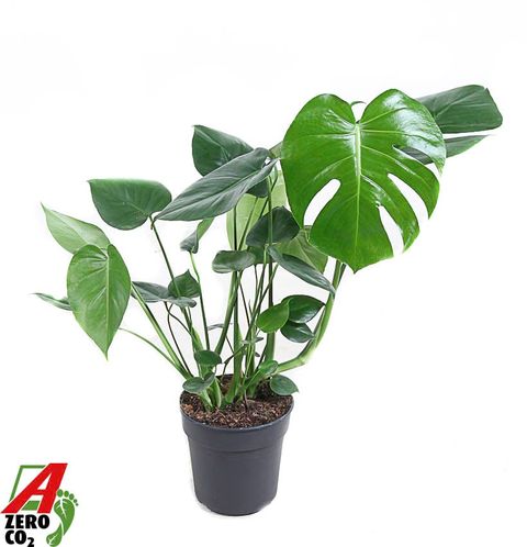 Monstera deliciosa