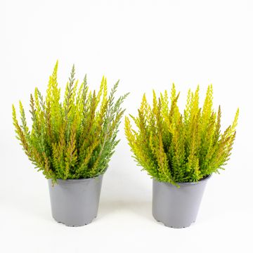 Calluna vulgaris SKYLINE MIX IN POT