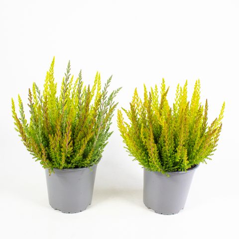 Calluna vulgaris SKYLINE MIX IN POT