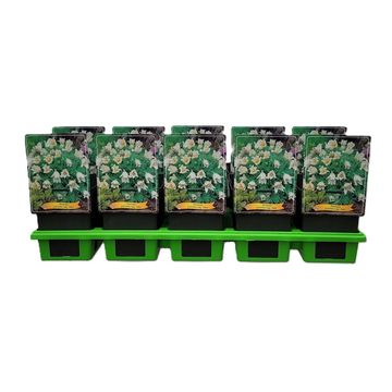 Pulsatilla vulgaris 'Alba'