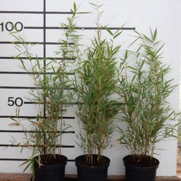 Fargesia robusta 'Campbell'