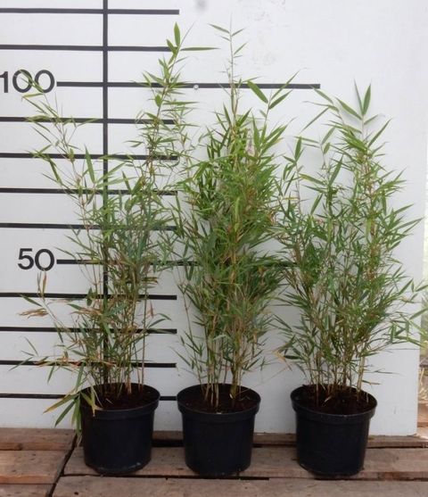 Fargesia robusta 'Campbell'