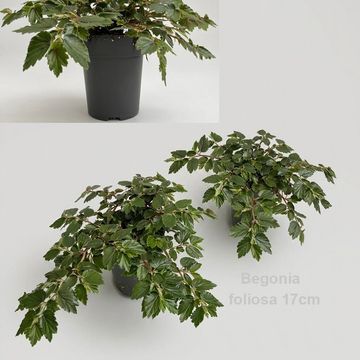 Begonia foliosa