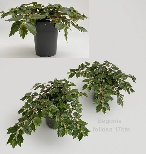 Begonia foliosa