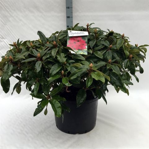 Rhododendron 'Marie Forte'