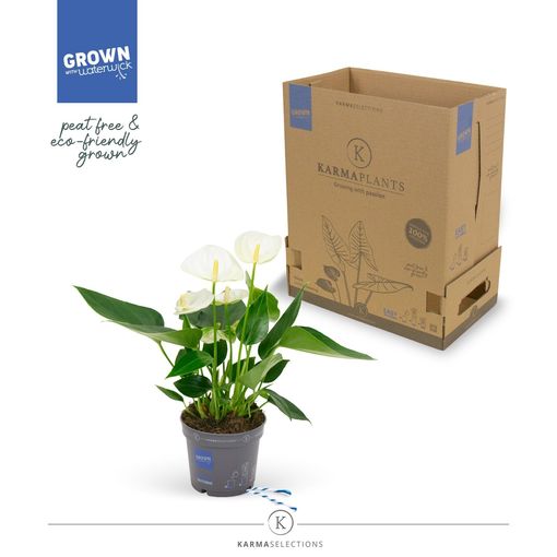 Anthurium KARMA WHITE