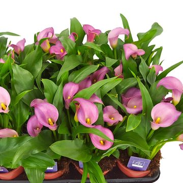 Zantedeschia 'Samur'
