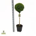 Buxus sempervirens