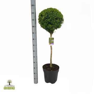 Buxus sempervirens