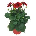 Dahlia DAHLINOVA HYPNOTICA RED