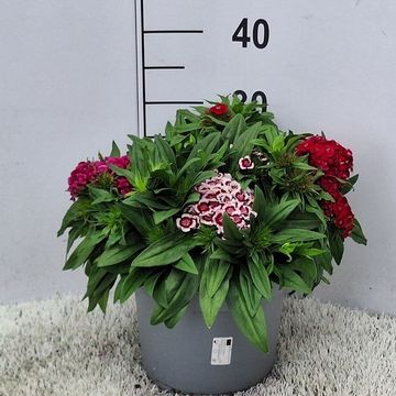 Dianthus barbatus MIX