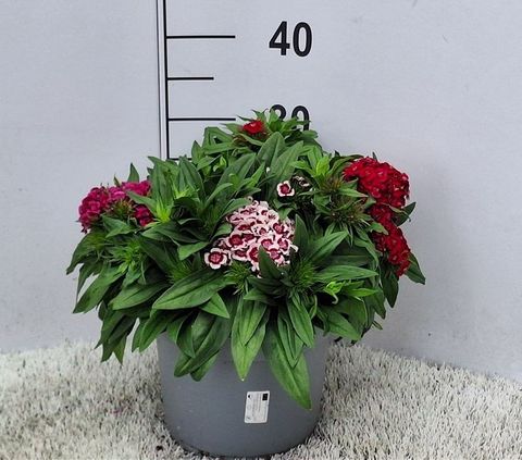 Dianthus barbatus MIX