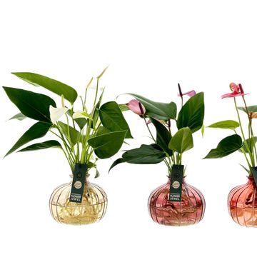 Аранжування Anthurium