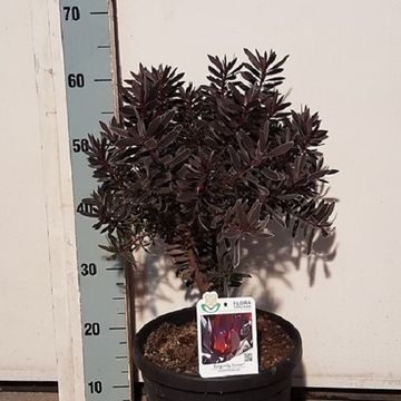 Leucadendron laureolum 'Burgundy Sunset'
