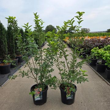 Euonymus europaeus 'Red Cascade'