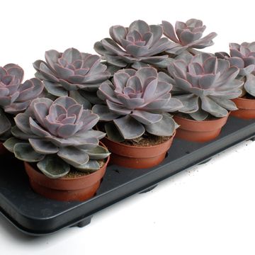Echeveria 'Perle von Nürnberg'