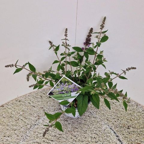 Buddleja 'Блю Чип'